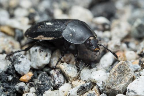 Réf. 224 864 : Silpha sp.